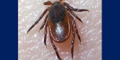 When a bite is more than a bite website